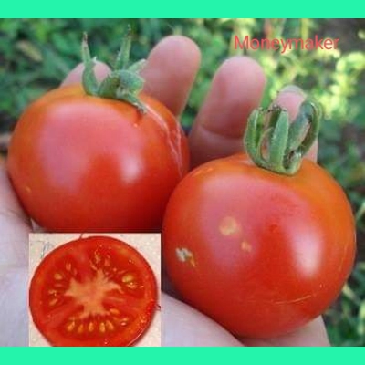 Moneymaker, salad, 15 seeds