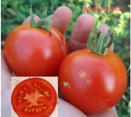 Moneymaker, salad, 15 seeds