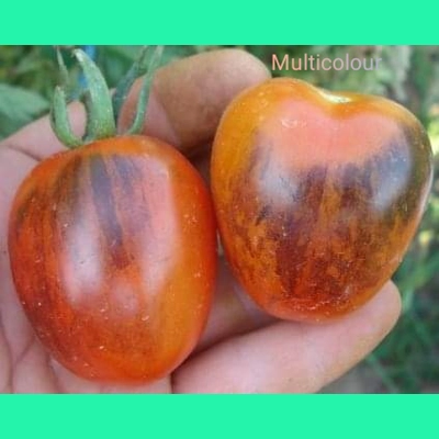 Multicolor, salad/cherry, 15 seeds