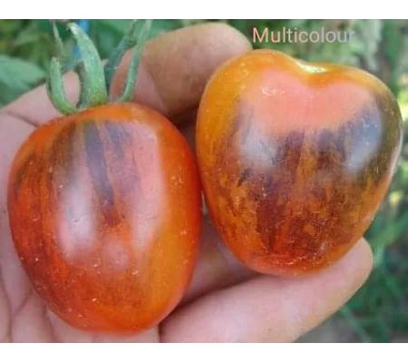 Multicolor, salad/cherry, 15 seeds