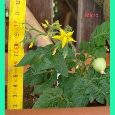 Micro, miniature, 15 seeds