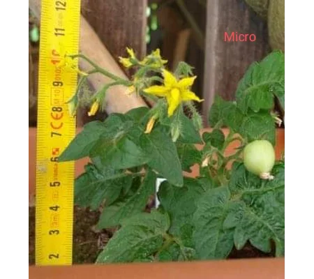 Micro, miniature, 15 seeds