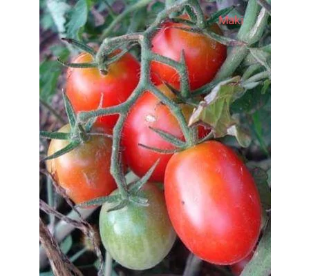 Maki, cherry, 15 seeds