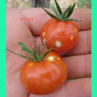Koralik, cherry, 15 seeds