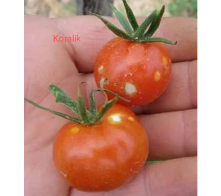 Koralik, cherry, 15 seeds