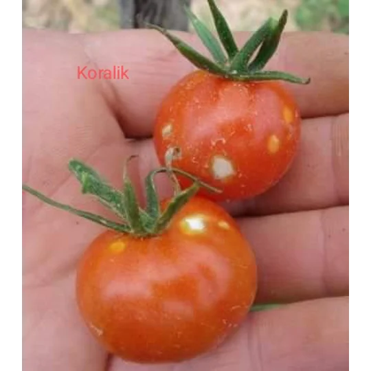 Koralik, cherry, 15 seeds