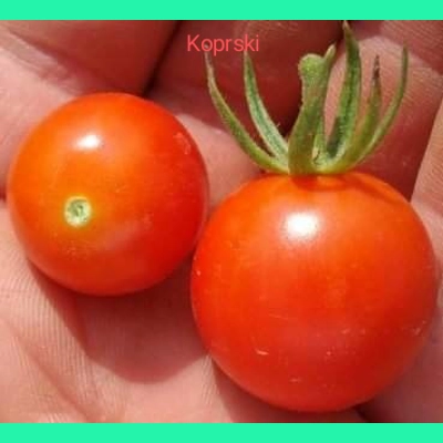 Koprski, cherry, 15 seeds