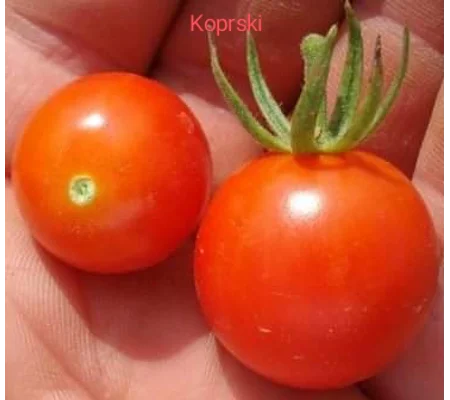 Koprski, cherry, 15 seeds