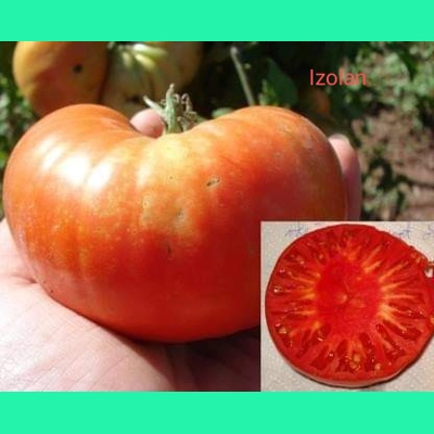 Izolan, beefstake, 15 seeds