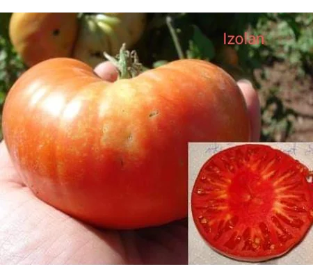 Izolan, beefstake, 15 seeds