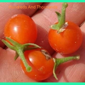 Hundreds And Thousands, currant, 15 seeds