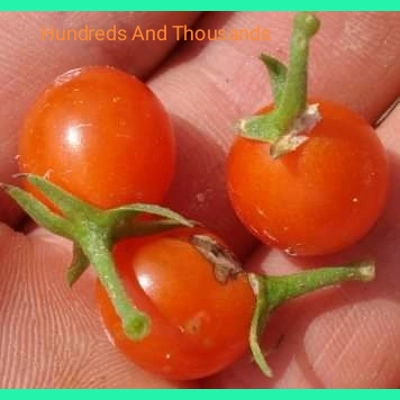 Hundreds And Thousands, currant, 15 seeds