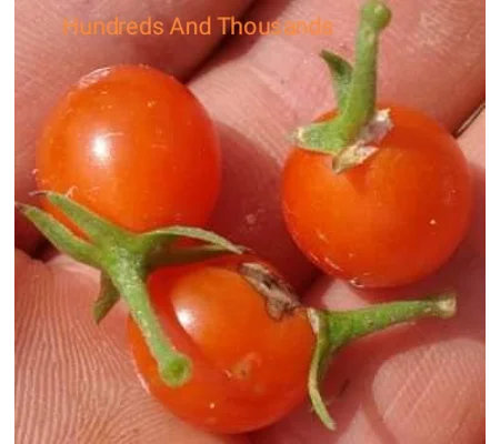Hundreds And Thousands, currant, 15 seeds
