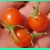 Hundreds And Thousands, currant, 15 seeds Hundreds And Thousands, currant, 15 seeds
