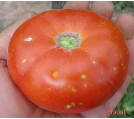 Hubal, beefstake, 15 seeds