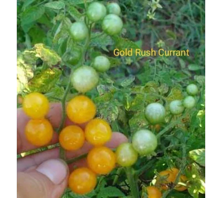 Gold Rush Currant, currant, 15 seeds