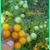 Gold Rush Currant, currant, 15 seeds Gold Rush Currant, currant, 15 seeds