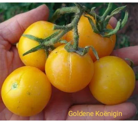 Goldene Koënigin, salad, 15 seeds
