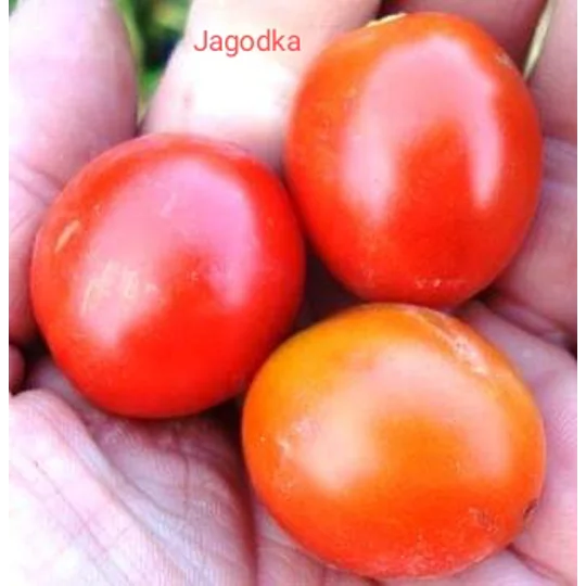 Jagodka (Little Strawberry), cherry/salad, 15 seeds