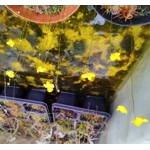Utricularia subulata