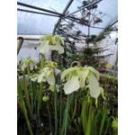 Sarracenia alata var rubrioperculata RED THROAT