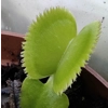 GREEN SAWTOOTH Dionaea muscipula