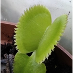GREEN SAWTOOTH Dionaea muscipula