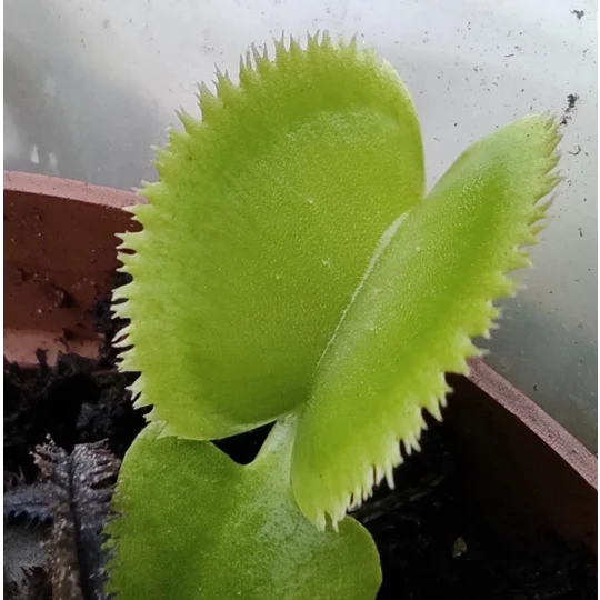 GREEN SAWTOOTH Dionaea muscipula