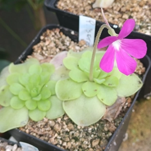 Pinguicula SETHOS