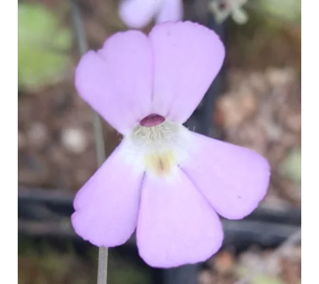 Pinguicula jaumavensis, Jaumave valley, Tamaulipas
