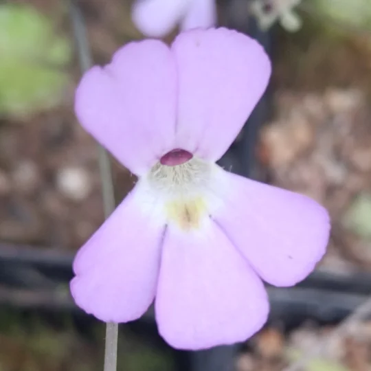 Pinguicula jaumavensis, Jaumave valley, Tamaulipas