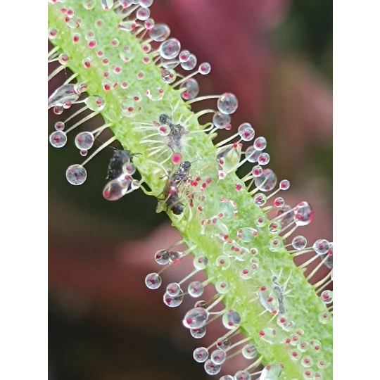 Drosera regia, 10 seeds