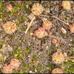 Drosera leucostigma, 10+ gemmae