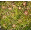 Drosera australis WARRIUP, 10+ gemmae
