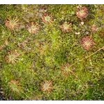 Drosera australis WARRIUP, 10+ gemmae