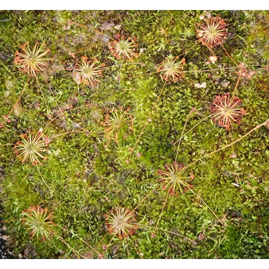 Drosera australis WARRIUP, 10+ gemmae