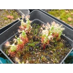 Drosera scorpioides, 10+ gemmae