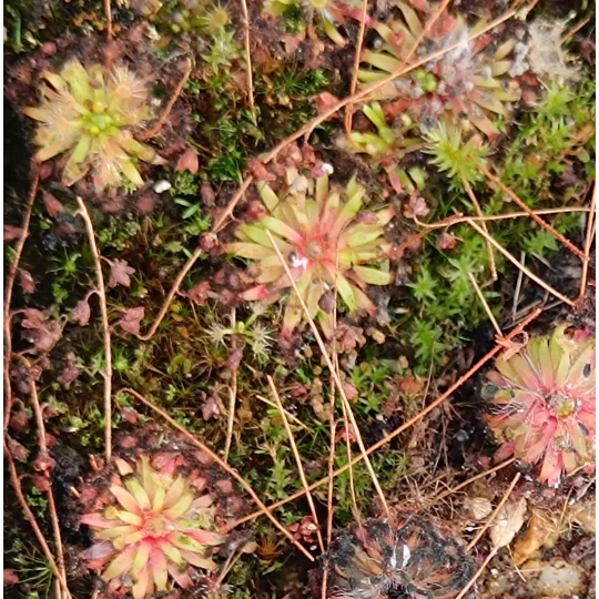 Drosera pulchella, 10+ gemmae
