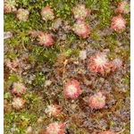 Drosera roseana, 10+ gemmae