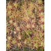 Drosera pygmaea TASMANIA, 10+ gemmae