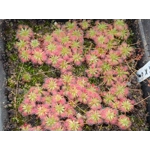 Drosera mannii x omissa, 10+ gemmae