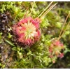 Drosera x legrandi, 10+ gemmae
