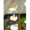 Utricularia parthenopipes