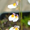 Utricularia parthenopipes