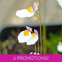 Utricularia parthenopipes