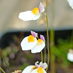 Utricularia parthenopipes