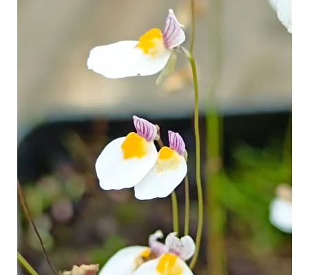 Utricularia parthenopipes