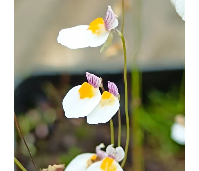 Diversiflora