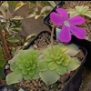 Pinguicula SETHOS