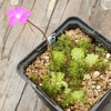 Pinguicula ehlersiae